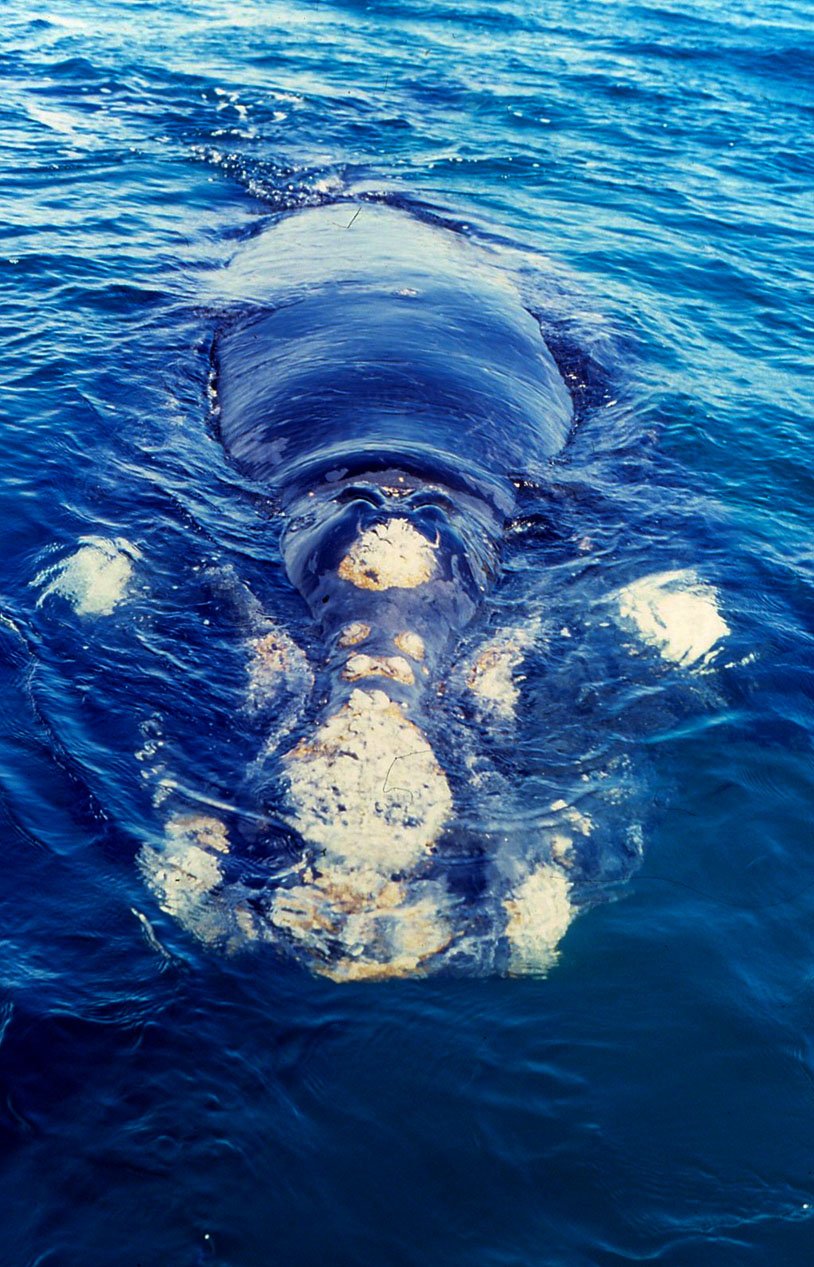 Valdés Peninsula 18